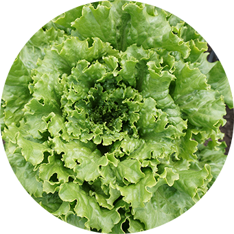 群馬県昭和村のレタス